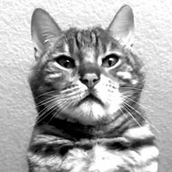 木津聖示 (Seiji Kitsu)